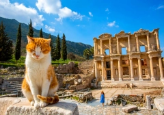 Private Ephesus and St. John Basilica Tour from Didim