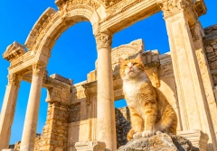 Private Ephesus and St. John Basilica Day Tour from Milas